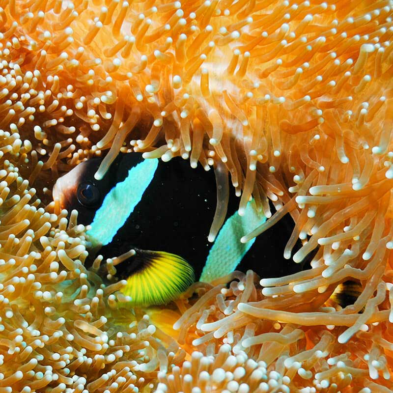 View more details about 潜水 holiday package at cn