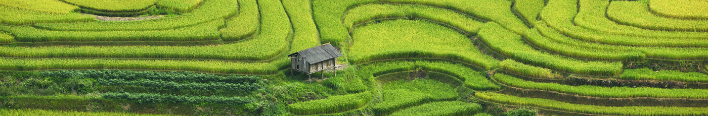 Arial view of Sri Lankan paddy fields