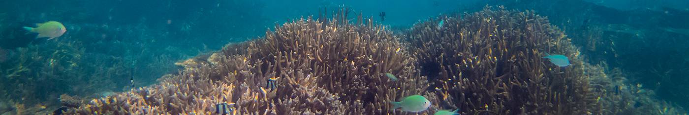 Amazing views of under water corals In Maldives