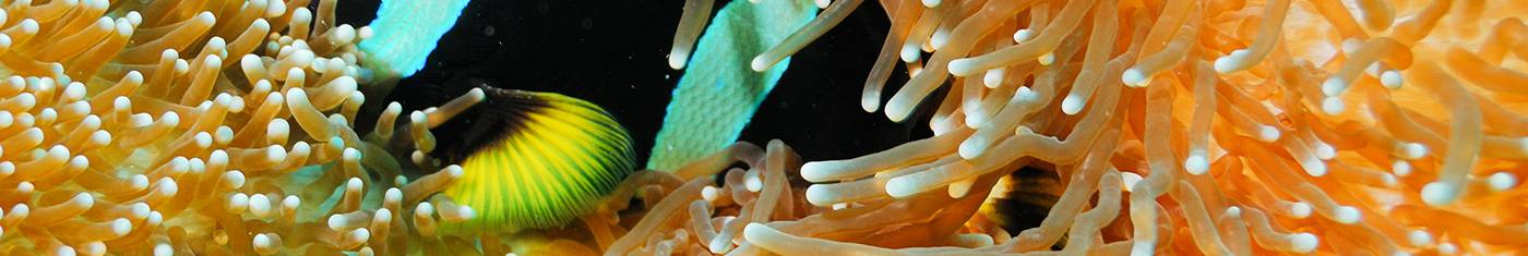 Eye-catching multicolored corals in Maldives sea