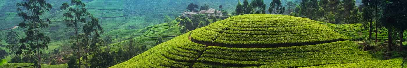 Arial view of the tea estates in Sri lanka with greenish sights