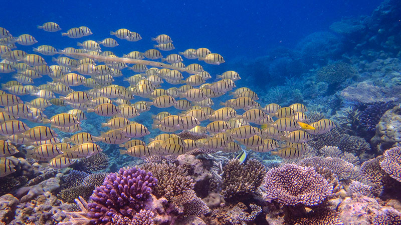 View more details about diving safari holiday package at vacations maldives