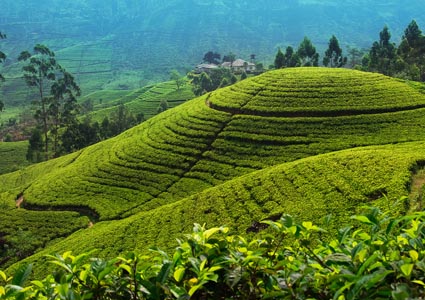 Tea estate in Sri Lanka